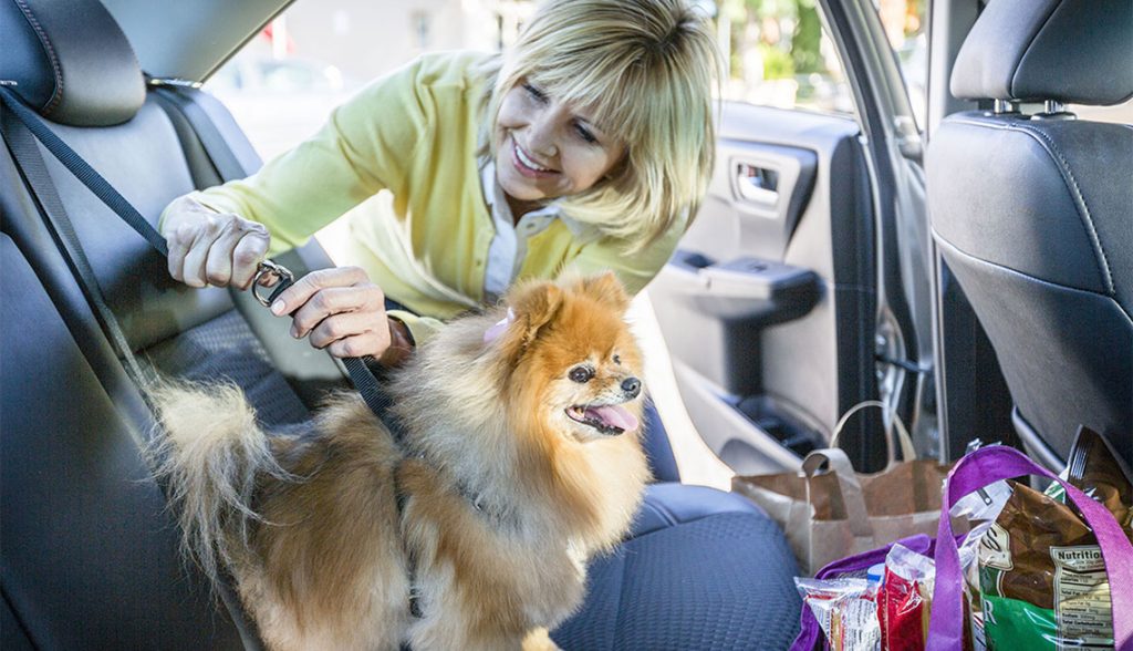 Secure your dog safely in the car